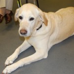 guide-dog-glennie