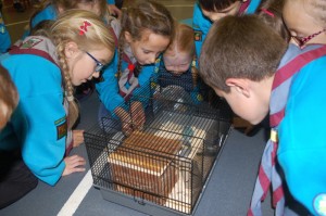 Beavers (Purple) Animal Show & Tell_4