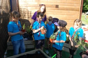 Beavers_Purple_Gardener_Activity_Badge_3