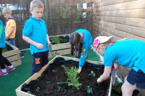 Beavers_Purple_Gardener_Activity_Badge_5