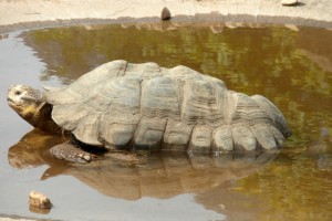 Beavers_Blackpool Zoo_2015_8